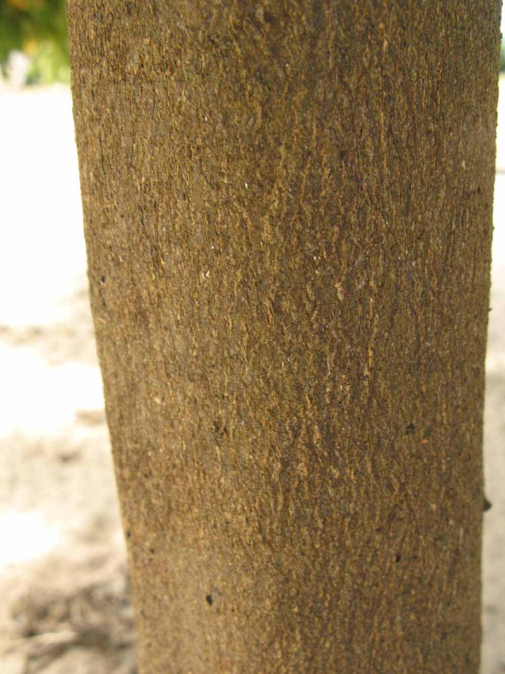              Bark (Winter Haven, FL)       